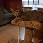 Nala, Savannah, F-7B, Brown (Black) Spotted, Female, DOB 7-27-16