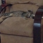 Nala, Savannah, F-7B, Brown (Black) Spotted, Female, DOB 7-27-16