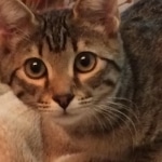 Nala, Savannah, F-7B, Brown (Black) Spotted, Female, DOB 7-27-16