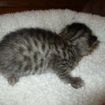 Savannah, F-7B, Brown (Black) Spotted, Female, DOB 7-27-16