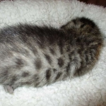 Savannah, F-7B, Brown (Black) Spotted, Female, DOB 7-27-16