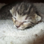 Savannah, F-7B, Brown (Black) Spotted, Female, DOB 7-27-16