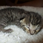 Savannah, F-7B, Brown (Black) Spotted, Female, DOB 7-27-16