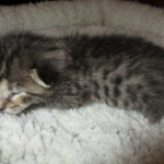 Savannah, F-7B, Brown (Black) Spotted, Female, DOB 7-27-16