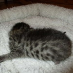 Savannah, F-7B, Brown (Black) Spotted, Female, DOB 7-27-16