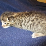 Savannah, F-7B, Brown (Black) Spotted, Female, DOB 7-27-16