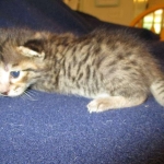 Savannah, F-7B, Brown (Black) Spotted, Female, DOB 7-27-16