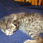 Savannah, F-7B, Brown (Black) Spotted, Female, DOB 7-27-16