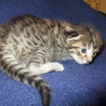 Savannah, F-7B, Brown (Black) Spotted, Female, DOB 7-27-16