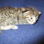 Savannah, F-7B, Brown (Black) Spotted, Female, DOB 7-27-16