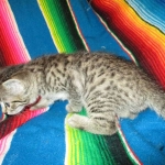 Savannah, F-7B, Brown (Black) Spotted, Female, DOB 7-27-16