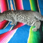 Savannah, F-7B, Brown (Black) Spotted, Female, DOB 7-27-16