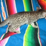 Savannah, F-7B, Brown (Black) Spotted, Female, DOB 7-27-16