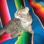 Savannah, F-7B, Brown (Black) Spotted, Female, DOB 7-27-16