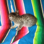 Savannah, F-7B, Brown (Black) Spotted, Female, DOB 7-27-16