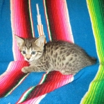 Savannah, F-7B, Brown (Black) Spotted, Female, DOB 7-27-16