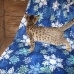 Savannah, F-7B, Brown (Black) Spotted, Female, DOB 7-27-16