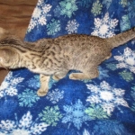 ISavannah, F-7B, Brown (Black) Spotted, Female, DOB 7-27-16