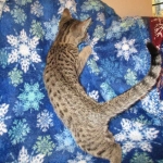 Savannah, F-7B, Brown (Black) Spotted, Female, DOB 7-27-16