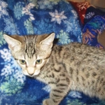 Savannah, F-7B, Brown (Black) Spotted, Female, DOB 7-27-16