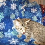 Savannah, F-7B, Brown (Black) Spotted, Female, DOB 7-27-16