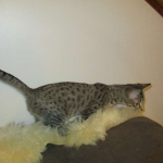 Savannah, F-7B, Brown (Black) Spotted, Female, DOB 7-27-16