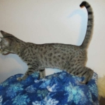 Savannah, F-7B, Brown (Black) Spotted, Female, DOB 7-27-16