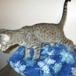 Savannah, F-7B, Brown (Black) Spotted, Female, DOB 7-27-16