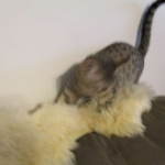 Savannah, F-7B, Brown (Black) Spotted, Female, DOB 7-27-16