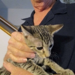 Savannah, F-7B, Brown (Black) Spotted, Female, DOB 7-27-16