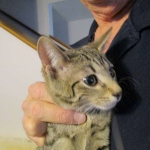 Savannah, F-7B, Brown (Black) Spotted, Female, DOB 7-27-16