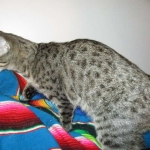 Savannah, F-6B, Brown (Black) Spotted, Female, DOB 7-27-16