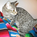 Savannah, F-6B, Brown (Black) Spotted, Female, DOB 7-27-16