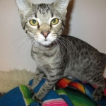 Savannah, F-6B, Brown (Black) Spotted, Female, DOB 7-27-16