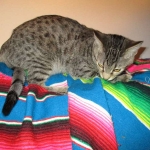 Savannah, F-6B, Brown (Black) Spotted, Female, DOB 7-27-16