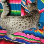 Savannah, F-6B, Brown (Black) Spotted, Female, DOB 7-27-16