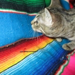 Savannah, F-6B, Brown (Black) Spotted, Female, DOB 7-27-16