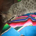 Savannah, F-6B, Brown (Black) Spotted, Female, DOB 7-27-16