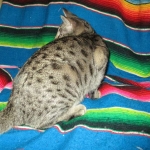 Aster, Savannah, F-6B, Brown (Black) Spotted, Female, DOB 7-27-16