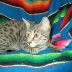 Aster, Savannah, F-6B, Brown (Black) Spotted, Female, DOB 7-27-16