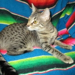 Aster, Savannah, F-6B, Brown (Black) Spotted, Female, DOB 7-27-16