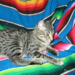 Aster, Savannah, F-6B, Brown (Black) Spotted, Female, DOB 7-27-16