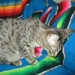 Aster, Savannah, F-6B, Brown (Black) Spotted, Female, DOB 7-27-16