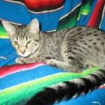 Aster, Savannah, F-6B, Brown (Black) Spotted, Female, DOB 7-27-16