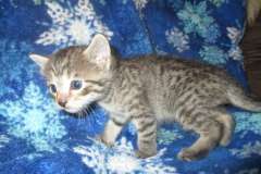 Jade, Savannah, F-7B Brown (black) spotted female DOB 3-12-18