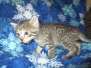 Jade, Savannah, F-7B Brown (black) spotted female DOB 3-12-18