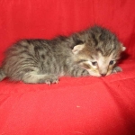 Savannah, F-7B, BST female, DOB 3-12-18