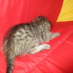 Savannah, F-7B, BST female, DOB 3-12-18