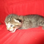 Savannah, F-7B, BST female, DOB 3-12-18