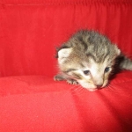 Savannah, F-7B, BST female, DOB 3-12-18